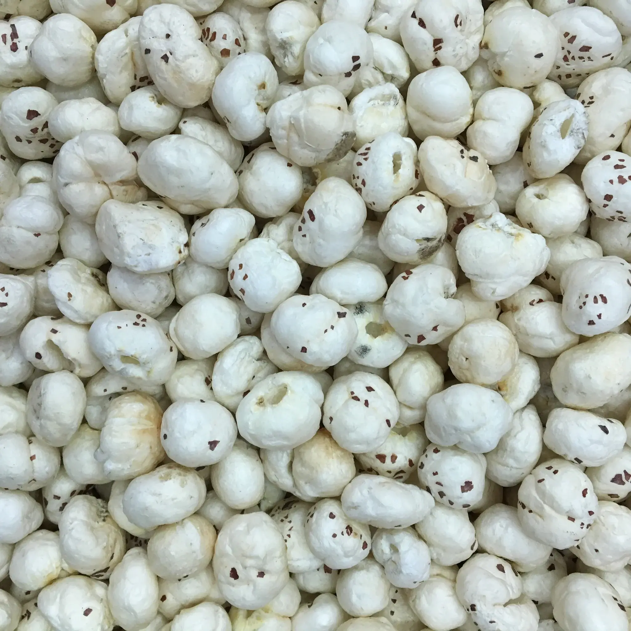 Unpopped Makhana seeds sun-drying before processing