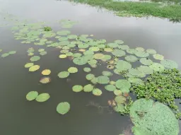 Indian farmer collecting Makhana seeds from pond