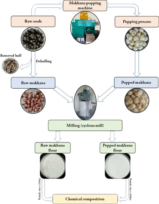 process of makhana manufacturing